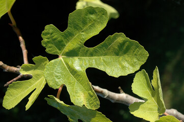 Figuier , Ficus carica , Feuille
