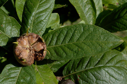 N&eacute;flier , Nefle,  Eriobotrya japonica