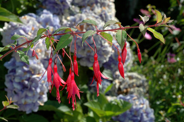 Fuchsia , Fuchsia Riccartonii