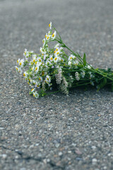 A bouquet of wildflowers lies on the road - 540746215