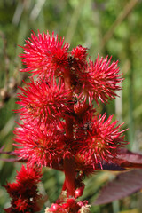 Ricin , Ricinus communis