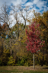 A red leafed tree on the edge of a denes forest in the Autumn of the year