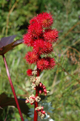 Ricin , Ricinus communis