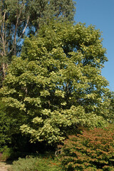 Erable , Acer pseudoplatanus Léopoldii