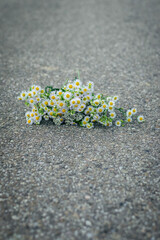 A bouquet of wildflowers lies on the road - 540746280