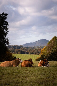 Brown cows on a meadow, mountain in the background, in summer, Germany, Europe