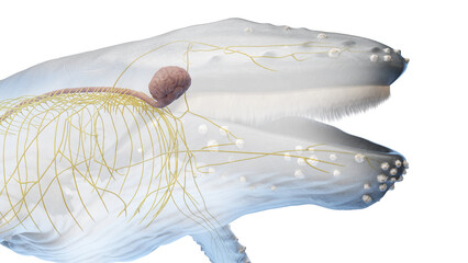 whale anatomy © Sebastian Kaulitzki