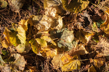 photo of yellow fallen leaves in the forest