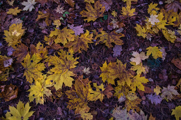 colorful fallen leaves in the forest top view
