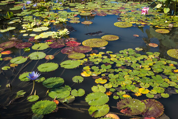 l'&eacute;tang du jardin botanique