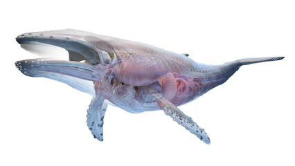 whale anatomy © Sebastian Kaulitzki