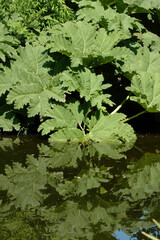 Gunnera , Gunnera mannicata