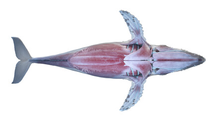 whale anatomy © Sebastian Kaulitzki