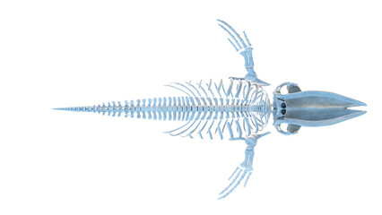 whale anatomy © Sebastian Kaulitzki