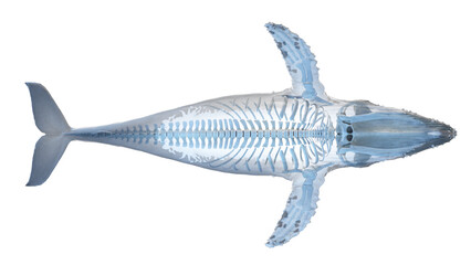whale anatomy