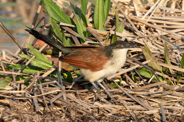 Coucal de Burchell,.Centropus burchellii, Burchell's Coucal