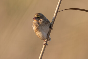 Euplecte à épaules blanches,.Euplectes albonotatus , White winged Widowbird