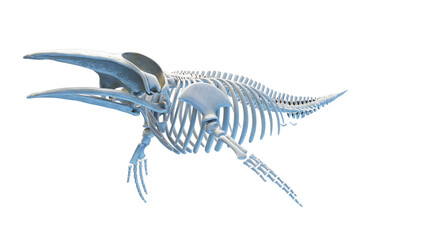 whale anatomy © Sebastian Kaulitzki