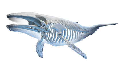 whale anatomy © Sebastian Kaulitzki