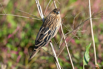 Serin soufré, femelle,.Crithagra sulphurata, serinus sulfuratus, Brimstone Canary