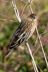 Serin soufré, femelle,.Crithagra sulphurata, serinus sulfuratus, Brimstone Canary
