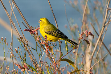 Serin soufré, male,.Crithagra sulphurata, serinus sulfuratus, Brimstone Canary