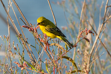Serin soufré, male,.Crithagra sulphurata, serinus sulfuratus, Brimstone Canary