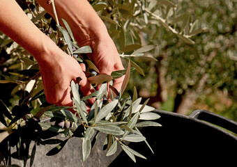 Hands detaching the olives from the branches of the tree in an olive grove