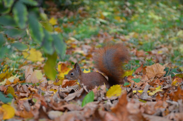 Redhead fluffy squirrel looking for nuts in the fallen autumn leaves. 