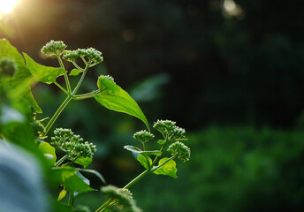 Little white flowers and green leaves in the garden