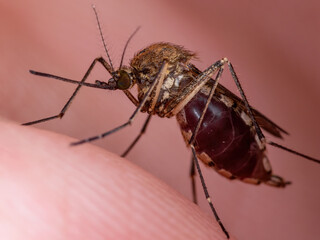 Dangerous Zika Infected Mosquito Skin Bite. Leishmaniasis, Encephalitis, Yellow Fever, Dengue, Malaria Disease, Mayaro or Zika Virus Infectious Culex Mosquito Parasite Insect Macro.
