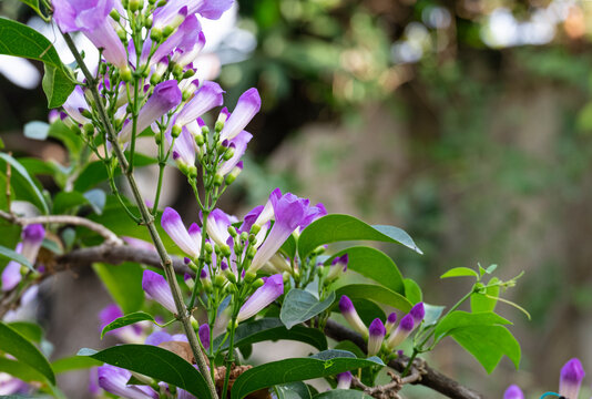 fresh purple group of mansoa alliacea blooming and buds vine flower outdoor in botanic garden