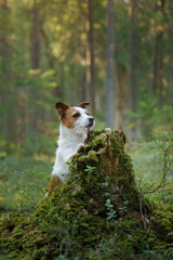 The dog in forest. active jack russell terrier. Pet in motion. sunset