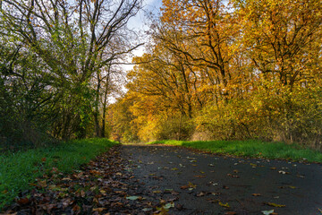 Weg am Waldrand im goldenen Oktober - Herbst