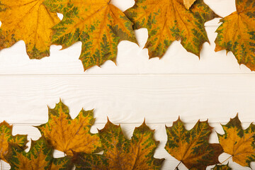Naklejka na ściany i meble Autumn background with colored leaves.MOCKUP. Maple leaves on a white wooden board.Top view. Flat lay. 