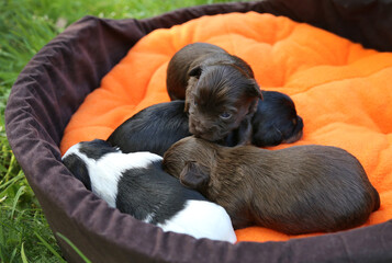 Маленькие щенки лежат в оранжевом лежаке на природе.