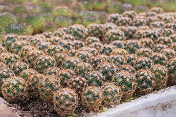 Various cactus plant with spikes and other houseplants in small pots in garden shop. Cactus sold in store.