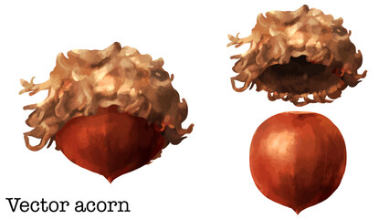 ドングリ（クヌギの実）の水彩風ベクターイラスト © nagamushi studio