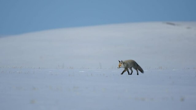A fox wanders on snow around country roads in Turkey.  