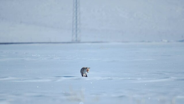 A fox is listening under the snow. It jumps, catches its hunt and fed. Country roads in Erzurum district of Turkey.  