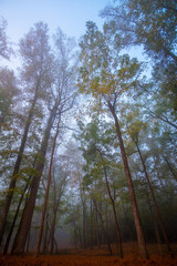 Obraz premium Misty forest in early sunshine during morning.