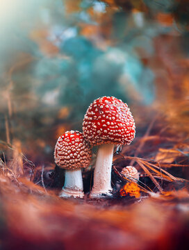 Macro of two red fly agaric mushrooms in a scenery with teal background and bokeh. Shallow depth of field, Soft and blurred foreground