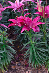 Fototapeta na wymiar fresh violet and pink lily bouquet flower plant blooming in botany garden. flora pink system of love in summer.