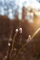 first willow tree buds opens blooming in early spring outdoor with sun rays on background, nature wakes up in spring. 