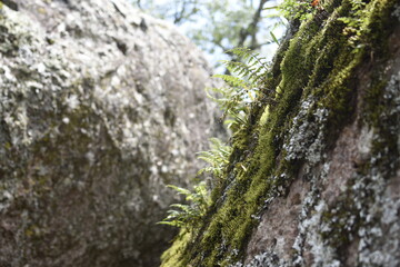 Fototapeta na wymiar Fern and moss on a stone