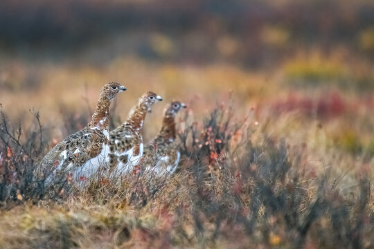 Willow Ptarmigan, Lagopus lagopus, bird in the tundra in Yukon, Canada
