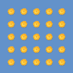 Pattern of yellow flowers isolated on blue background. Orange Calendula or Calendula officinalis flower with water drops after rain.