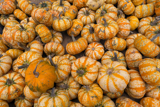 A closeup photograph of pumpkins and gourds