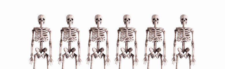 Human skeletons in a row against white background.