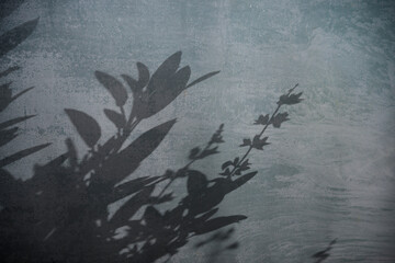 shadow of plant on concrete wall in the detail